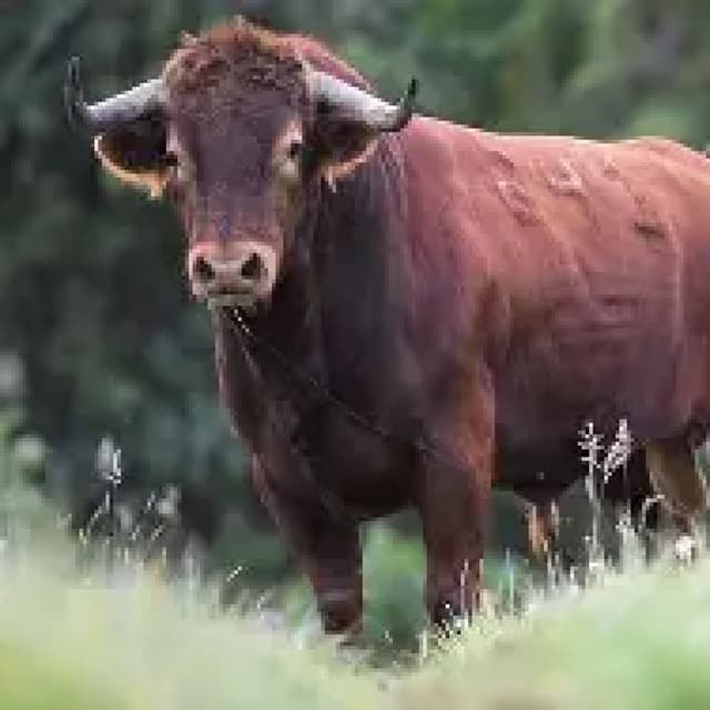 Testicules de taureau